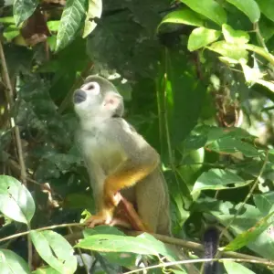 Explore 10-Day Family Adventure in Ecuador: Andean Highlands, Baños, & the Amazon rainforest's foothills for 10 days with Authentic Ecuador and discover unforgettable experiences - Photo 3