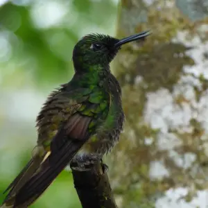 Explore From Snow-capped Peaks to Pristine Islands: A journey across the Andes, Cloudforest and Galapagos for 10 days with Authentic Ecuador and discover unforgettable experiences - Photo 4