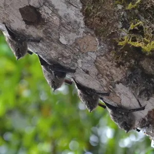 Explore Deep Rainforest Expedition to Lagartococha & Zancudococha for 5 days with Authentic Ecuador and discover unforgettable experiences - Photo 3