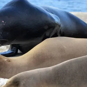 Explore 7-Day Unforgettable Galapagos Island Hopping for 7 days with Authentic Ecuador and discover unforgettable experiences - Photo 2