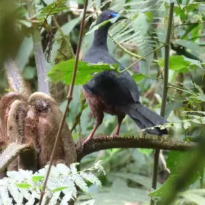 Explore Pure Nature in Northern Ecuador - 7 Days for 7 days with Authentic Ecuador and discover unforgettable experiences - Photo 6