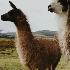 Explore An Andean Adventure: From the Highlands to the Cloudforest for 10 days with Authentic Ecuador and discover unforgettable experiences - Photo 4