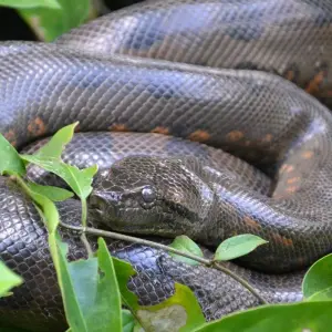 Explore Deep Rainforest Expedition to Lagartococha & Zancudococha for 5 days with Authentic Ecuador and discover unforgettable experiences - Photo 4