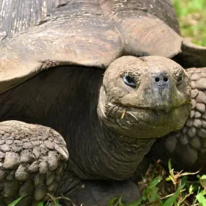 Explore 7-Day Unforgettable Galapagos Island Hopping for 7 days with Authentic Ecuador and discover unforgettable experiences - Photo 3