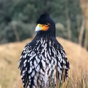 Explore Hiking & Trekking in the Heart of the Ecuadorian Andes - 7 Days for 7 days with Authentic Ecuador and discover unforgettable experiences - Photo 7