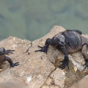 Explore 7-Day Unforgettable Galapagos Island Hopping for 7 days with Authentic Ecuador and discover unforgettable experiences - Photo 4