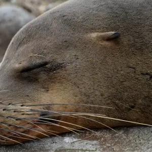 Explore From Snow-capped Peaks to Pristine Islands: A journey across the Andes, Cloudforest and Galapagos for 10 days with Authentic Ecuador and discover unforgettable experiences - Photo 7