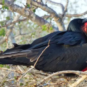 Explore 7-Day Unforgettable Galapagos Island Hopping for 7 days with Authentic Ecuador and discover unforgettable experiences - Photo 5