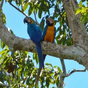 Explore Deep Rainforest Expedition to Lagartococha & Zancudococha for 5 days with Authentic Ecuador and discover unforgettable experiences - Photo 7