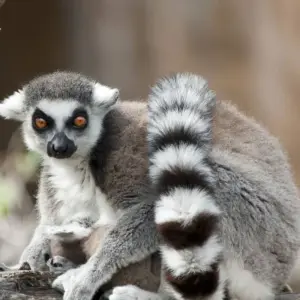 Explore Solidarity, Sustainable and Responsible Tour for 15 days with Authentic Madagascar Tours and discover unforgettable experiences - Photo 4