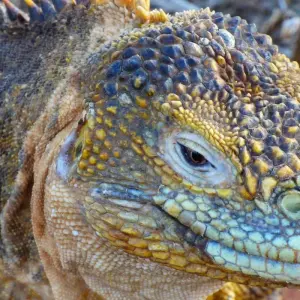 Explore 7-Day Unforgettable Galapagos Island Hopping for 7 days with Authentic Ecuador and discover unforgettable experiences - Photo 6