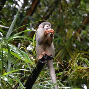 Explore 10-Day Family Adventure in Ecuador: Andean Highlands, Baños, & the Amazon rainforest's foothills for 10 days with Authentic Ecuador and discover unforgettable experiences - Photo 8