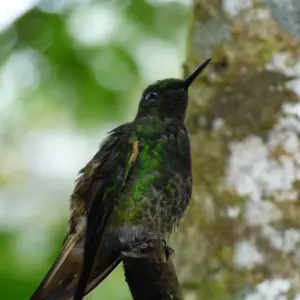 Explore Pure Nature in Northern Ecuador - 7 Days for 7 days with Authentic Ecuador and discover unforgettable experiences - Photo 10