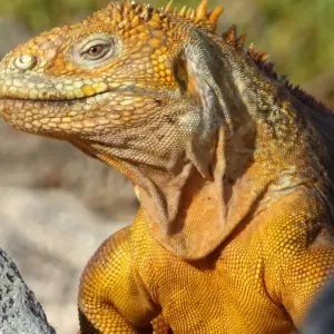 Explore 7-Day Unforgettable Galapagos Island Hopping for 7 days with Authentic Ecuador and discover unforgettable experiences - Photo 7