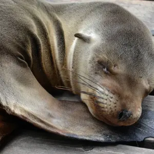 Explore 7-Day Unforgettable Galapagos Island Hopping for 7 days with Authentic Ecuador and discover unforgettable experiences - Photo 8