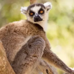 Explore Solidarity, Sustainable and Responsible Tour for 15 days with Authentic Madagascar Tours and discover unforgettable experiences - Photo 7