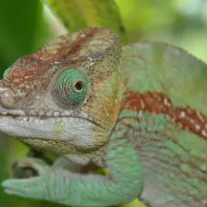 Explore Madagascar, the Island of Contrast for 21 days with Authentic Madagascar Tours and discover unforgettable experiences - Photo 6