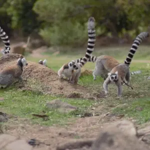 Explore Madagascar, the Island of Contrast for 21 days with Authentic Madagascar Tours and discover unforgettable experiences - Photo 7