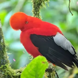 Explore An Andean Adventure: From the Highlands to the Cloudforest for 10 days with Authentic Ecuador and discover unforgettable experiences - Photo 11