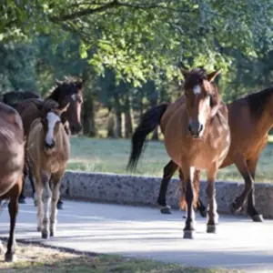Explore Peneda Gerês National Park self-guided hike tour for 8 days with Authentic Trails and discover unforgettable experiences - Photo 6