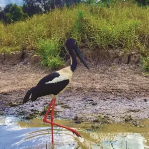 Explore 3 Day Kakadu & Litchfield 4WD Soft Adventure (Camping) Tour for 3 days with Autopia Tours and discover unforgettable experiences - Photo 2
