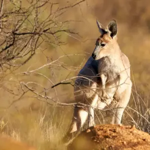 Explore Trek The Larapinta Trail (Camping) for 5 days with Autopia Tours and discover unforgettable experiences - Photo 4