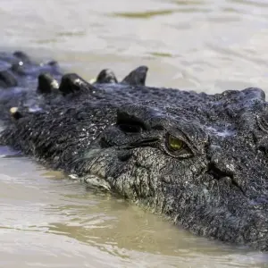 Explore 3 Day Kakadu & Litchfield 4WD Soft Adventure (Camping) Tour for 3 days with Autopia Tours and discover unforgettable experiences - Photo 3