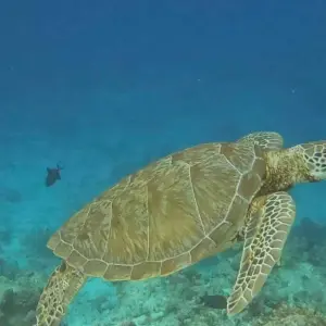 Explore 7 Days Maldives Dream Escape: Sun, Sand, and Snorkeling Bliss for 7 days with Autopia Tours and discover unforgettable experiences - Photo 2