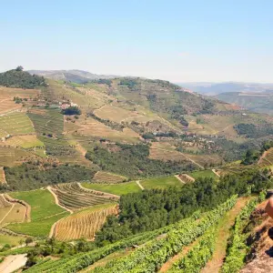 Explore Douro Valley self-guided - Wine, nature and traditions in a World Heritage region for 8 days with Authentic Trails and discover unforgettable experiences - Photo 10