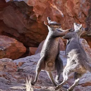 Explore Trek The Larapinta Trail (Camping) for 5 days with Autopia Tours and discover unforgettable experiences - Photo 5
