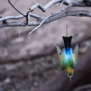 Explore Trek The Larapinta Trail (Camping) for 5 days with Autopia Tours and discover unforgettable experiences - Photo 9