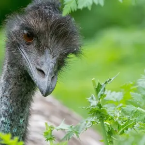 Explore 3 Day Adelaide to Melbourne Overland Adventure Tour (Accommodated) for 3 days with Autopia Tours and discover unforgettable experiences - Photo 6