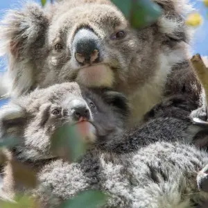 Explore 3 Day Melbourne to Adelaide Overland Adventure Tour (Accommodated) for 3 days with Autopia Tours and discover unforgettable experiences - Photo 5