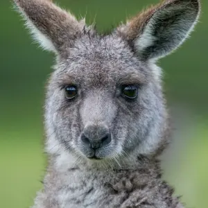 Explore Grampians National Park & Wildlife Escape for 1 days with Autopia Tours and discover unforgettable experiences - Photo 9