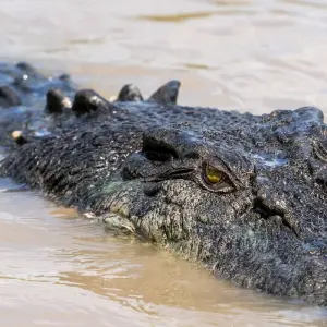 Explore Kakadu National Park Wildlife Day Trip for 1 days with Autopia Tours and discover unforgettable experiences - Photo 9