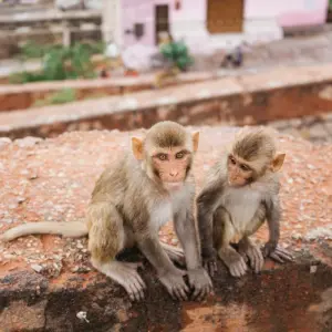 Explore Private 16 Day Golden Triangle with Royal Rajasthan tour by car for 16 days with Avtar India Tours and discover unforgettable experiences - Photo 9