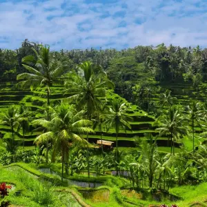 Explore Amazing Bali Experience : Private & All Inclusive for 7 days with Ayla Tour and Transport and discover unforgettable experiences - Photo 2