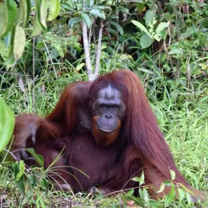 Explore Amazing Indonesia Tours 3 Island : Borneo, Java & Bali for 15 days with Ayla Tour and Transport and discover unforgettable experiences - Photo 5