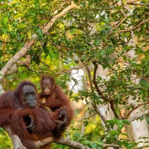 Explore Amazing Indonesia Tours 3 Island : Borneo, Java & Bali for 15 days with Ayla Tour and Transport and discover unforgettable experiences - Photo 6