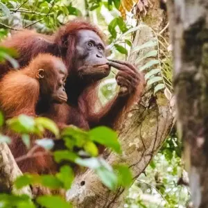 Explore Amazing Tour Borneo, Java and Bali: Private Tour for 18 days with Ayla Tour and Transport and discover unforgettable experiences - Photo 5