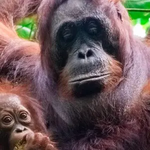 Explore Amazing Tour Borneo, Java and Bali: Private Tour for 18 days with Ayla Tour and Transport and discover unforgettable experiences - Photo 6