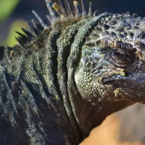 Explore Galápagos Explorer - Guayaquil & Santa Cruz - 7 Days for 7 days with BM Tours and discover unforgettable experiences - Photo 3