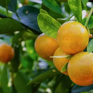 Explore Agritour to Azerbaijan including historical sightseeings - 7 days multi-day tour for 7 days with Azerbaijan Guide and discover unforgettable experiences - Photo 7