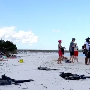 Explore Galápagos Explorer - Guayaquil & Santa Cruz - 7 Days for 7 days with BM Tours and discover unforgettable experiences - Photo 6