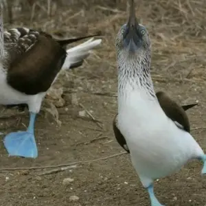 Explore Santa Cruz Explorer 4 Days 3 Nights for 4 days with BM Tours and discover unforgettable experiences - Photo 9