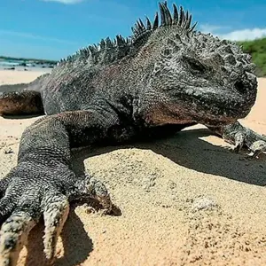 Explore 8 Days Reloaded Package: Santa Cruz, Isabela Island and San Cristóbal for 7 days with BM Tours and discover unforgettable experiences - Photo 9