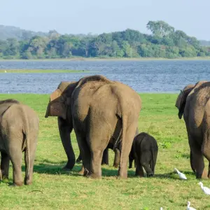 Explore Dream Holiday In Sri Lanka for 12 days with BH Lanka Tours  and discover unforgettable experiences - Photo 4