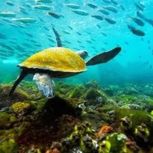 Explore Nature and Adventure: 5 Days in Santa Cruz and Isabela for 5 days with BM Tours and discover unforgettable experiences - Photo 8