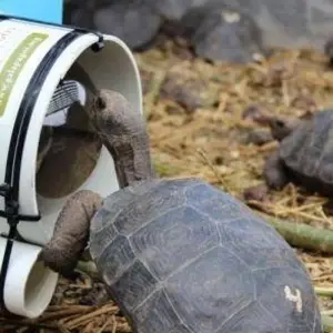 Explore Nature and Adventure: 5 Days in Santa Cruz and Isabela for 5 days with BM Tours and discover unforgettable experiences - Photo 9