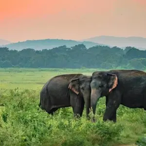 Explore Semi-Luxury Travel Sri Lanka for 14 days with BH Lanka Tours  and discover unforgettable experiences - Photo 5